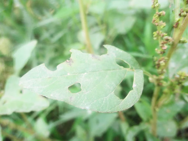 Foglie Fogliame Natura Verde — Foto Stock