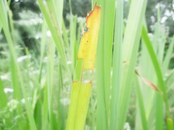 Hojas Follaje Naturaleza Verde —  Fotos de Stock