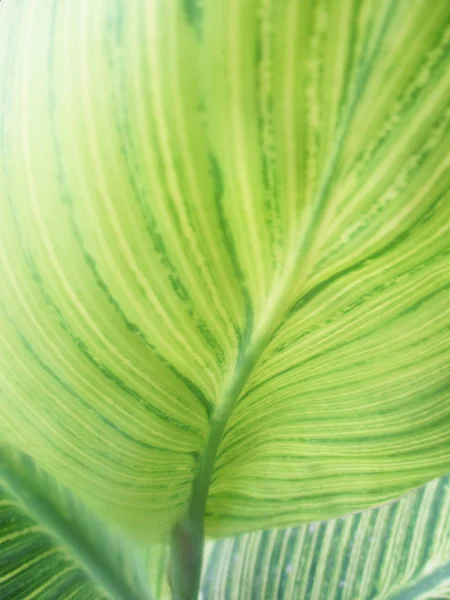 Blätter Laub Und Grüne Natur — Stockfoto