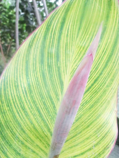 Blätter Laub Und Grüne Natur — Stockfoto