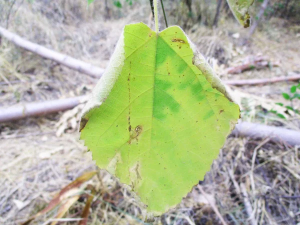 Leaves Foliage Green Nature — Stock Photo, Image