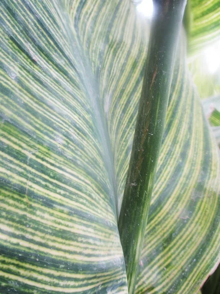 Bladeren Gebladerte Groene Natuur — Stockfoto