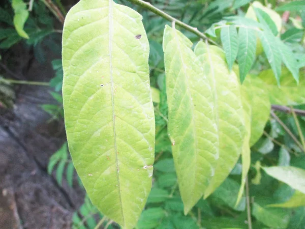 Hojas Follaje Naturaleza Verde —  Fotos de Stock