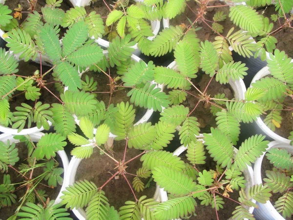 Blad Lövverk Och Grön Natur — Stockfoto