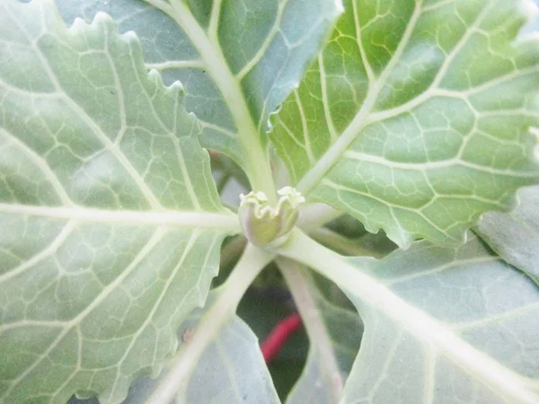 Blad Lövverk Och Grön Natur — Stockfoto