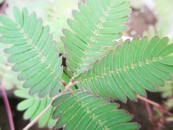 Feuilles Feuillage Nature Verte — Photo