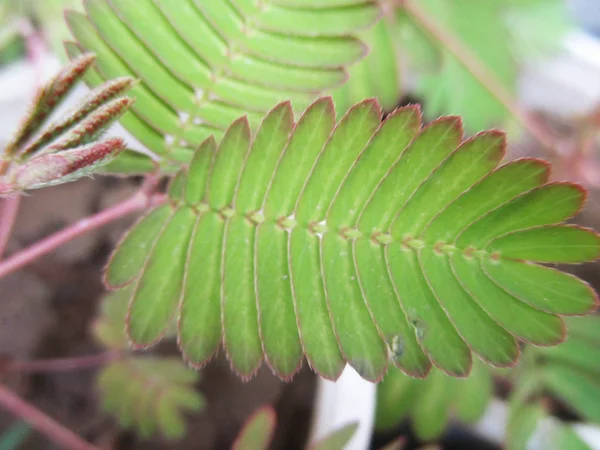 Blad Lövverk Och Grön Natur — Stockfoto