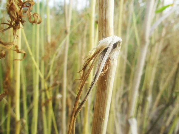 Bladeren Gebladerte Groene Natuur — Stockfoto