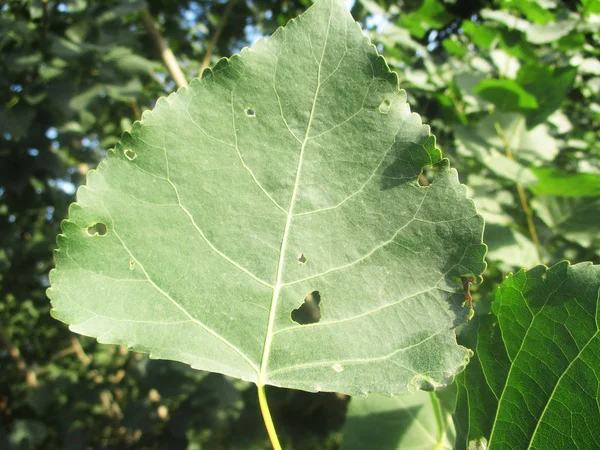 Hojas Follaje Naturaleza Verde —  Fotos de Stock