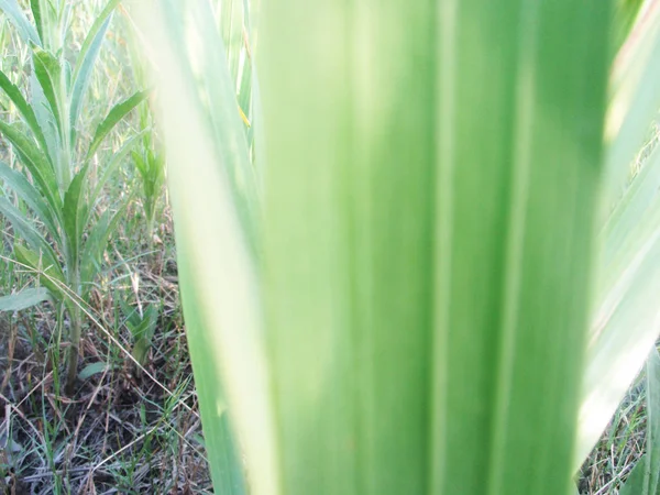 Blätter Laub Und Grüne Natur — Stockfoto