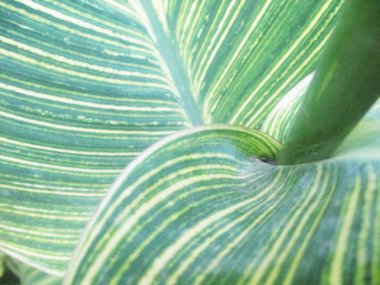 Yapraklar, yapraklar ve yeşil doğa