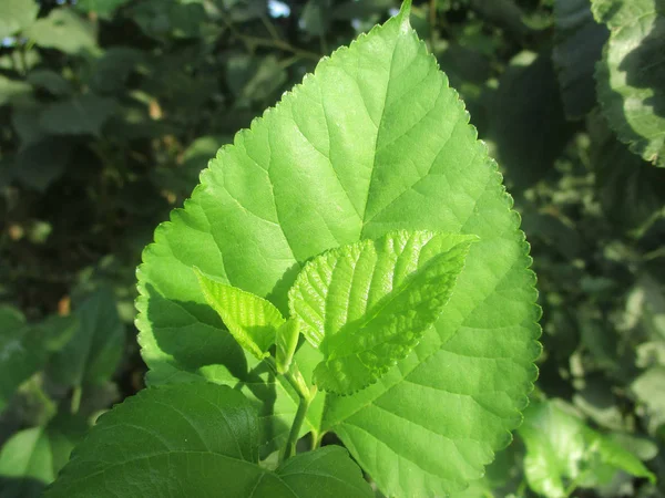 Feuilles Feuillage Nature Verte — Photo