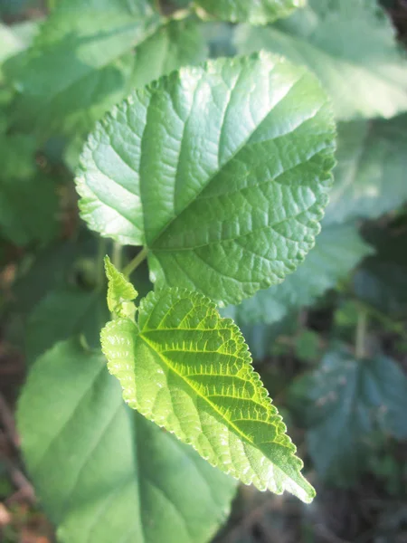 Leaves Foliage Green Nature — Stock Photo, Image