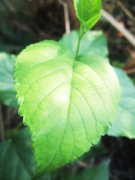 Blad Lövverk Och Grön Natur — Stockfoto