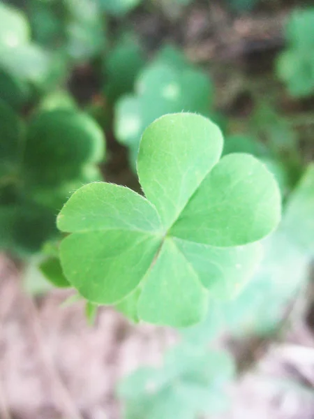 Feuilles Feuillage Nature Verte — Photo