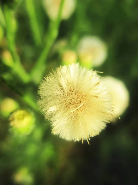 Blad Lövverk Och Grön Natur — Stockfoto