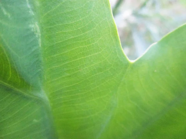 Blätter Laub Und Grüne Natur — Stockfoto