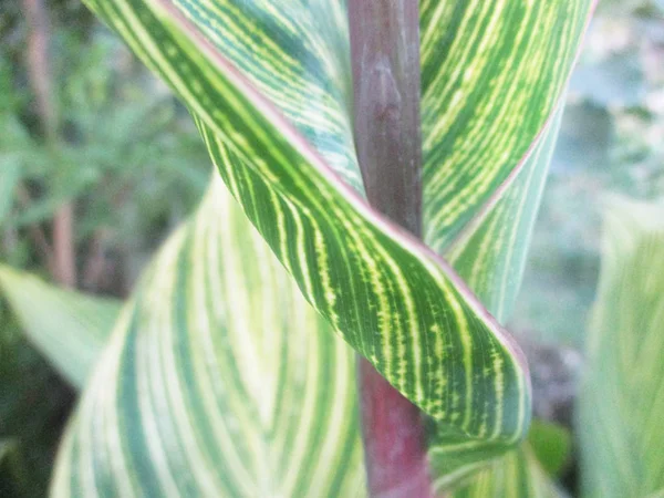 Bladeren Gebladerte Groene Natuur — Stockfoto