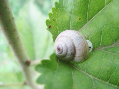 Yapraklar, yapraklar ve yeşil doğa 