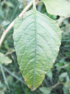 Yapraklar, yapraklar ve yeşil doğa 