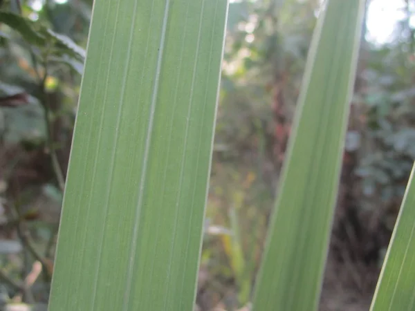 Hojas Follaje Naturaleza Verde — Foto de Stock