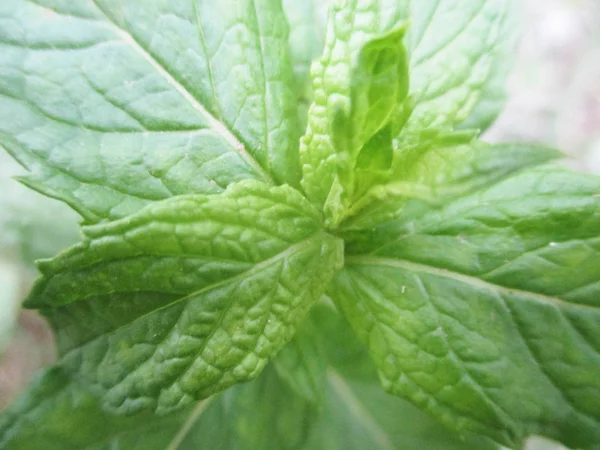 Hojas Follaje Naturaleza Verde — Foto de Stock