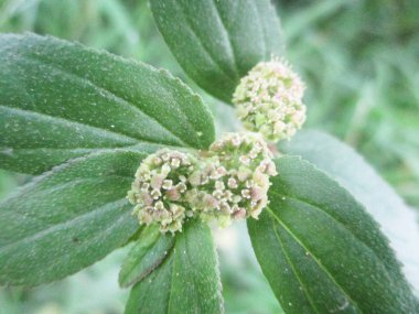 Yapraklar, yapraklar ve yeşil doğa 