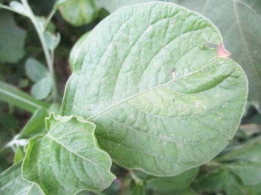 Yapraklar, yapraklar ve yeşil doğa 