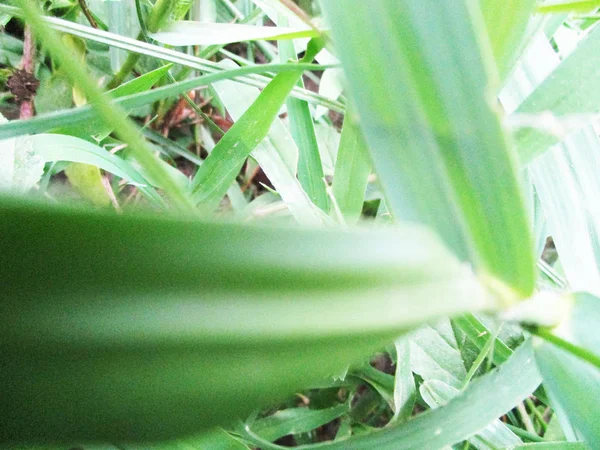 Feuilles Feuillage Nature Verte — Photo