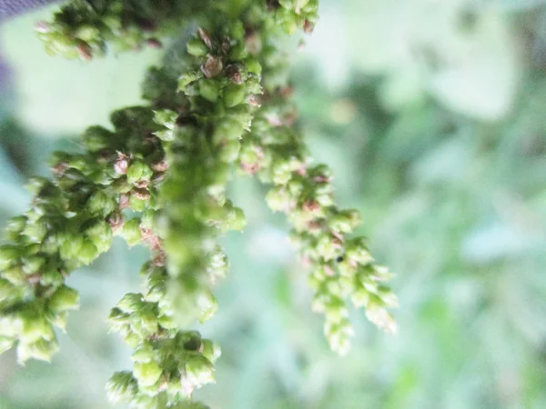 Bladeren Gebladerte Groene Natuur — Stockfoto