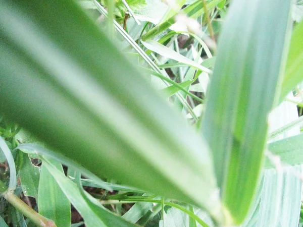 Hojas Follaje Naturaleza Verde —  Fotos de Stock