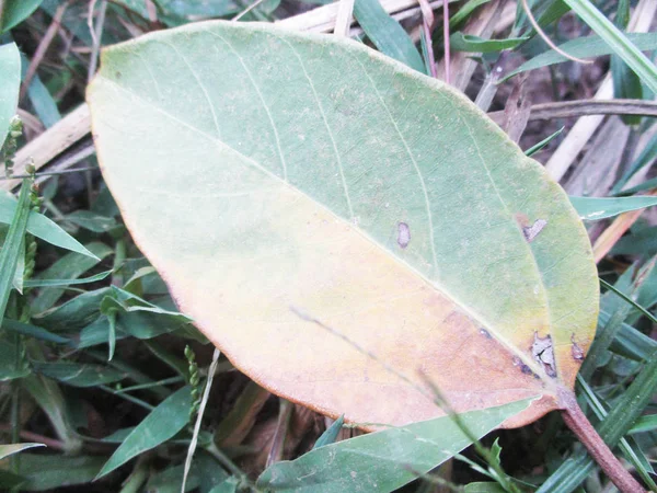 Bladeren Gebladerte Groene Natuur — Stockfoto