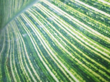 Yapraklar, yapraklar ve yeşil doğa 