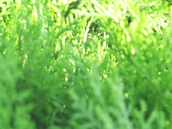 Hojas Follaje Naturaleza Verde —  Fotos de Stock