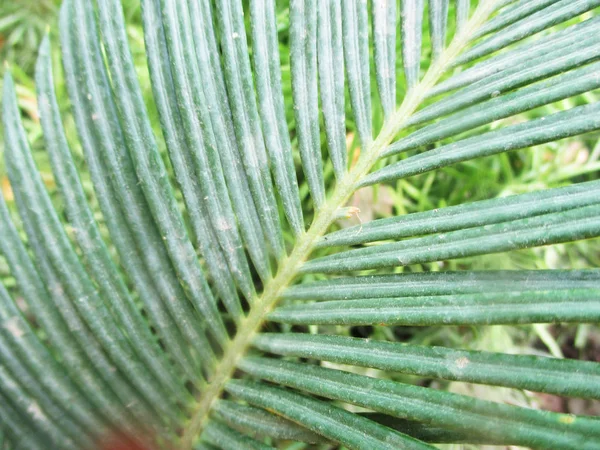 Hojas Follaje Naturaleza Verde —  Fotos de Stock