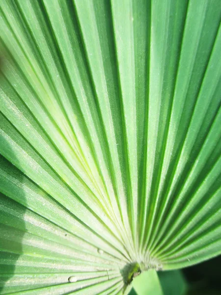 Blätter Laub Und Grüne Natur — Stockfoto