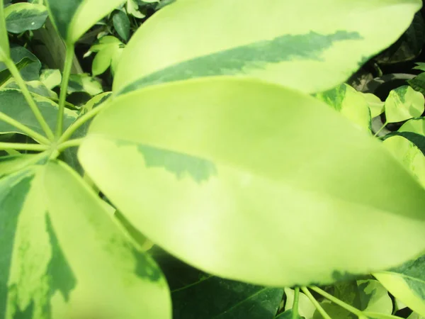 Bladeren Gebladerte Groene Natuur — Stockfoto