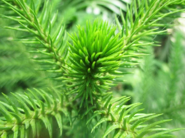 Hojas Follaje Naturaleza Verde —  Fotos de Stock