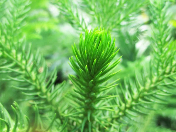 Hojas Follaje Naturaleza Verde —  Fotos de Stock