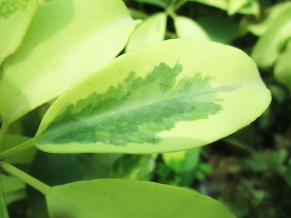Liście Liście Zielona Natura — Zdjęcie stockowe
