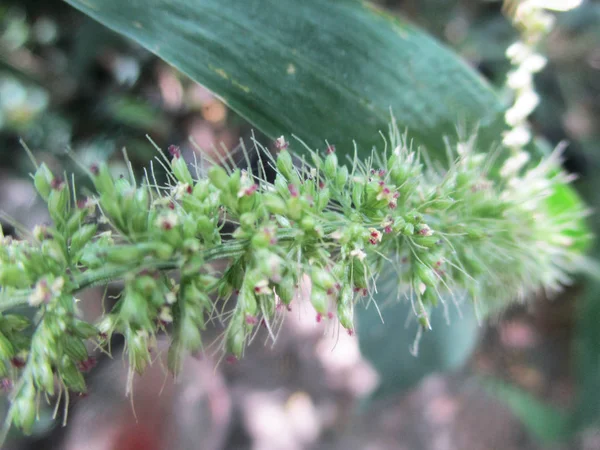 Bladeren Gebladerte Groene Natuur — Stockfoto