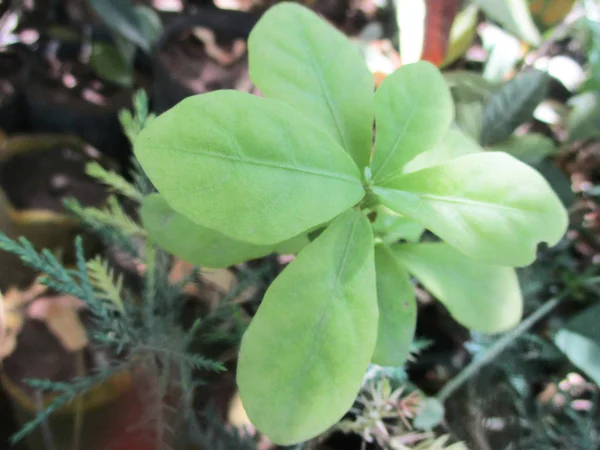 Leaves Foliage Green Nature — Stock Photo, Image