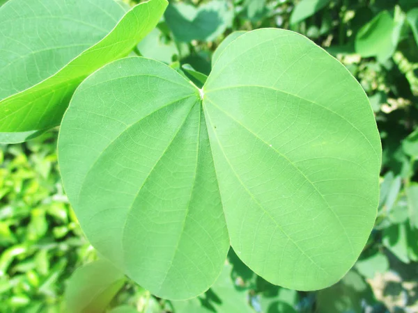 Hojas Follaje Naturaleza Verde —  Fotos de Stock