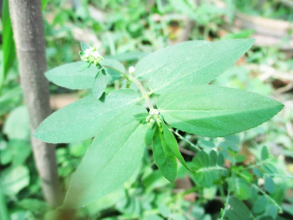 Листья Листья Зеленая Природа — стоковое фото