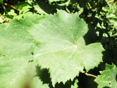 Yapraklar, yapraklar ve yeşil doğa 