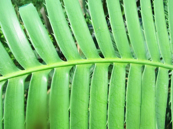 Bladeren Gebladerte Groene Natuur — Stockfoto