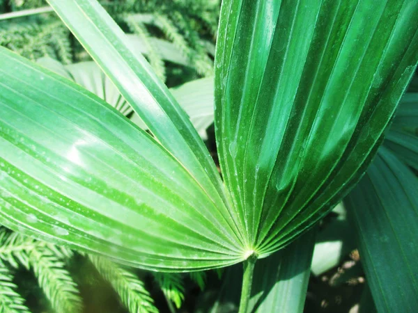 Bladeren Gebladerte Groene Natuur — Stockfoto