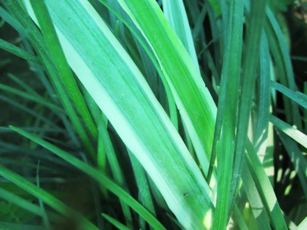 Foglie Fogliame Natura Verde — Foto Stock