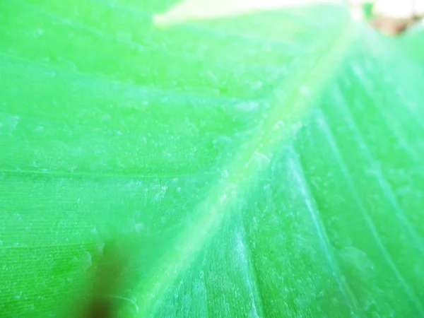 Hojas Follaje Naturaleza Verde —  Fotos de Stock