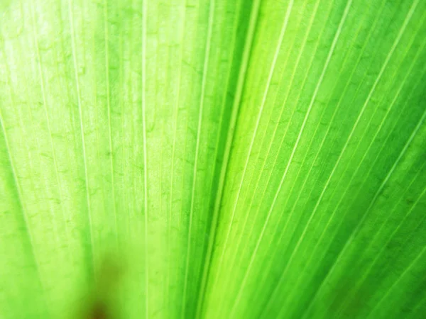 葉や葉 緑の自然 — ストック写真
